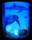 030234113696 Salamander Night Light.rotating Coral