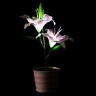 629772395659 Unbranded Solar Power Light Waterproof Lily Flower Led