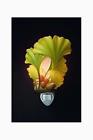 A50018 Ibis And Orchid Designs Ginkgo