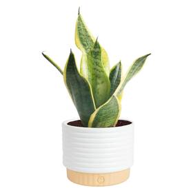 Co.sn04.13.bammod Costa Farms Snake Plant Sansevieria Live 8-inches Tall Modern D Cor Planter
