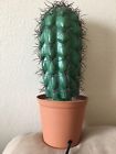 Grm814708 Meco Cactus Night Lamp
