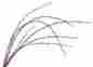 Wgwl96 The Light Garden Lighted White Glitter Willow Branch With 96 Bulbs Tall 813366010923