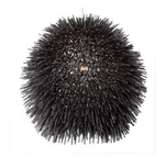 Varaluz 169M01BL Urchin Light Inch Black Mini Pendant Ceiling. Fixed Price $474.95.