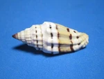 Vexillum Vulpecula (ADAMS,1853) "classic Light-form" (45.7MM). Fixed Price $7.99.