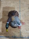 Brand New Wild Wings Chocolate Lab Mallard Night Light. Fixed Price $38.00.