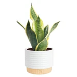 Costa Farms Snake Plant, Sansevieria Live Decorative Pot, Easy To Maint. Fixed Price $34.55.
