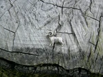 Rare Edwardian English Silver 3D Aries Ram Zodiac Horoscope Pendant Charm. Fixed Price $148.00.
