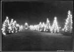 Christmas Trees With Lights In The Night At Exposition Park 1920-1 Old Photo. Fixed Price $6.17.